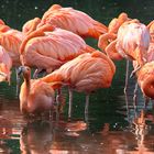 Flamingos