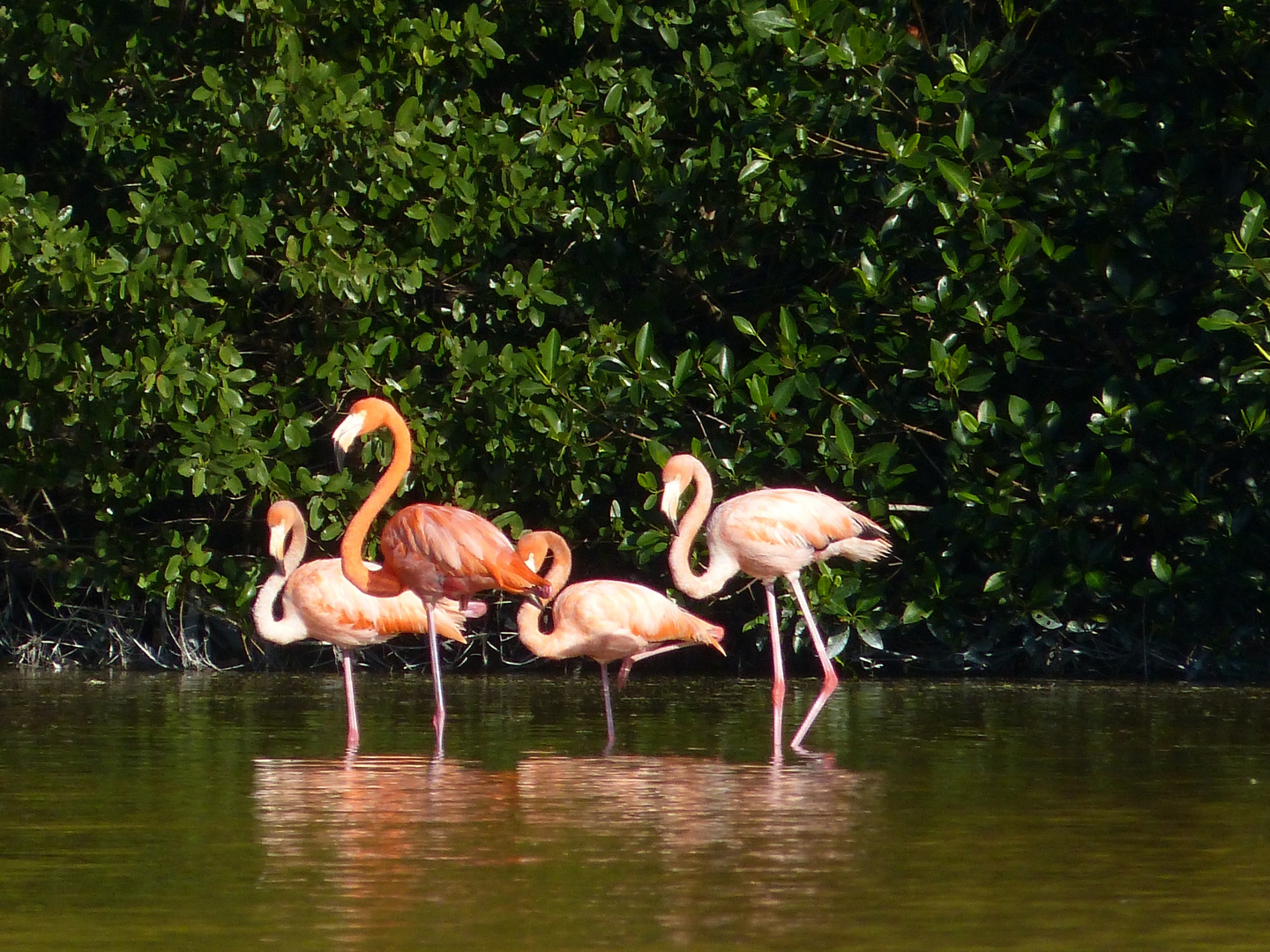 Flamingos