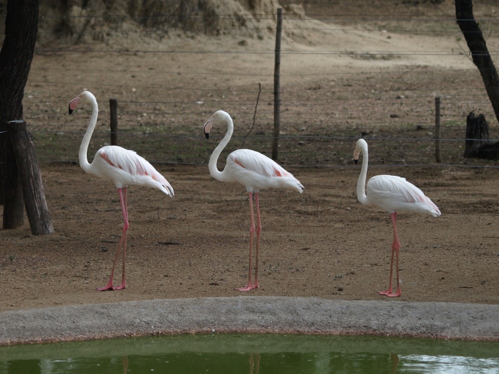 Flamingos