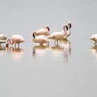 Flamingos