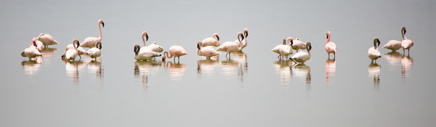 Flamingos