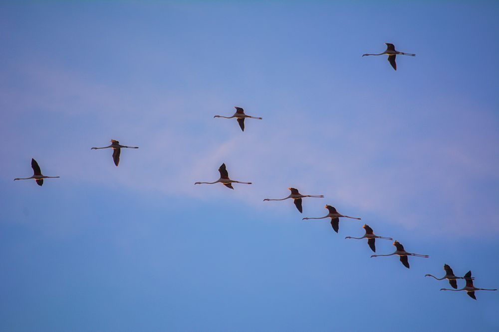 Flamingos