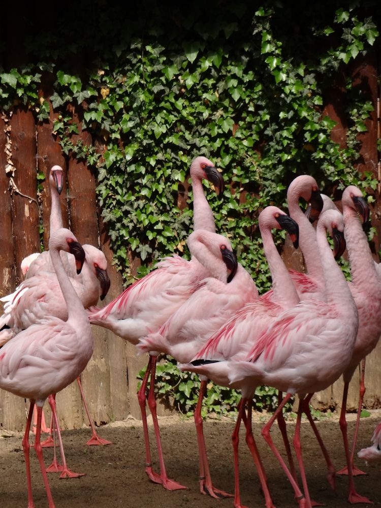 Flamingos