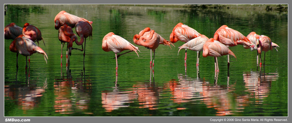 Flamingos