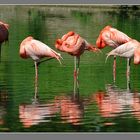 Flamingos