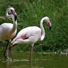 Flamingos