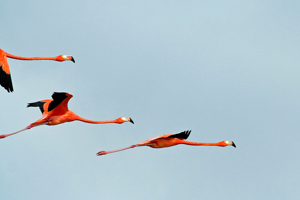 Flamingos, Celestun