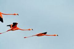 Flamingos, Celestun