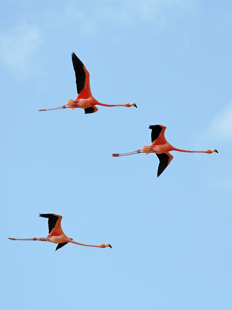 Flamingos, Celestun 2