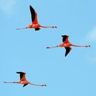 Flamingos, Celestun 2