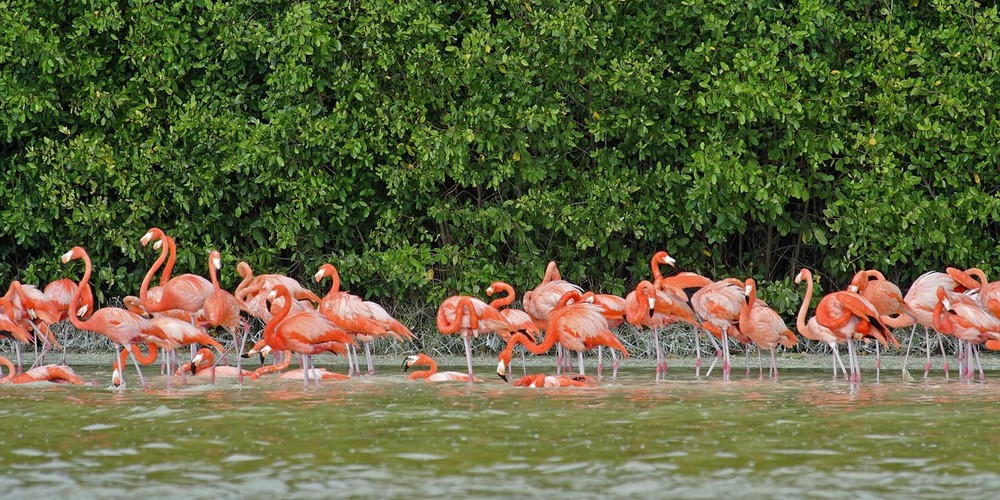 Flamingos, Celestun 3