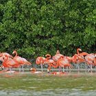 Flamingos, Celestun 3