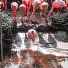 Flamingos Colorkey