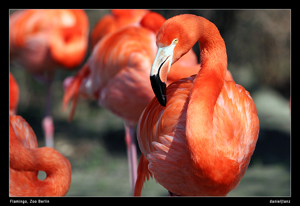 Flamingos