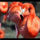 Flamingos