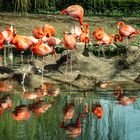 Flamingos