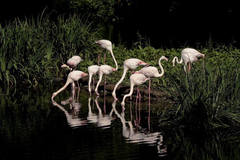 Flamingos