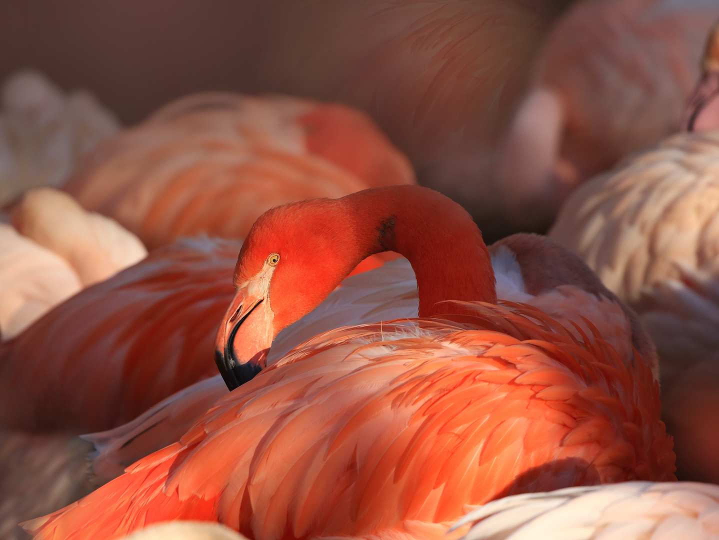 Flamingos..