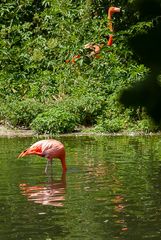 Flamingos