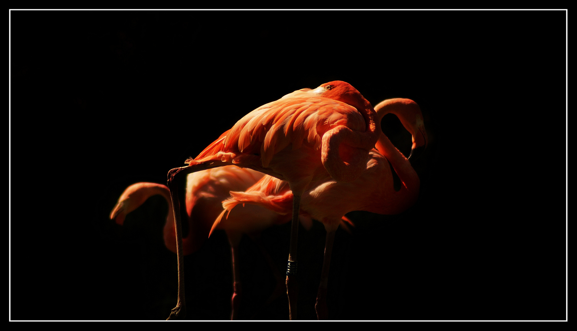 Flamingos