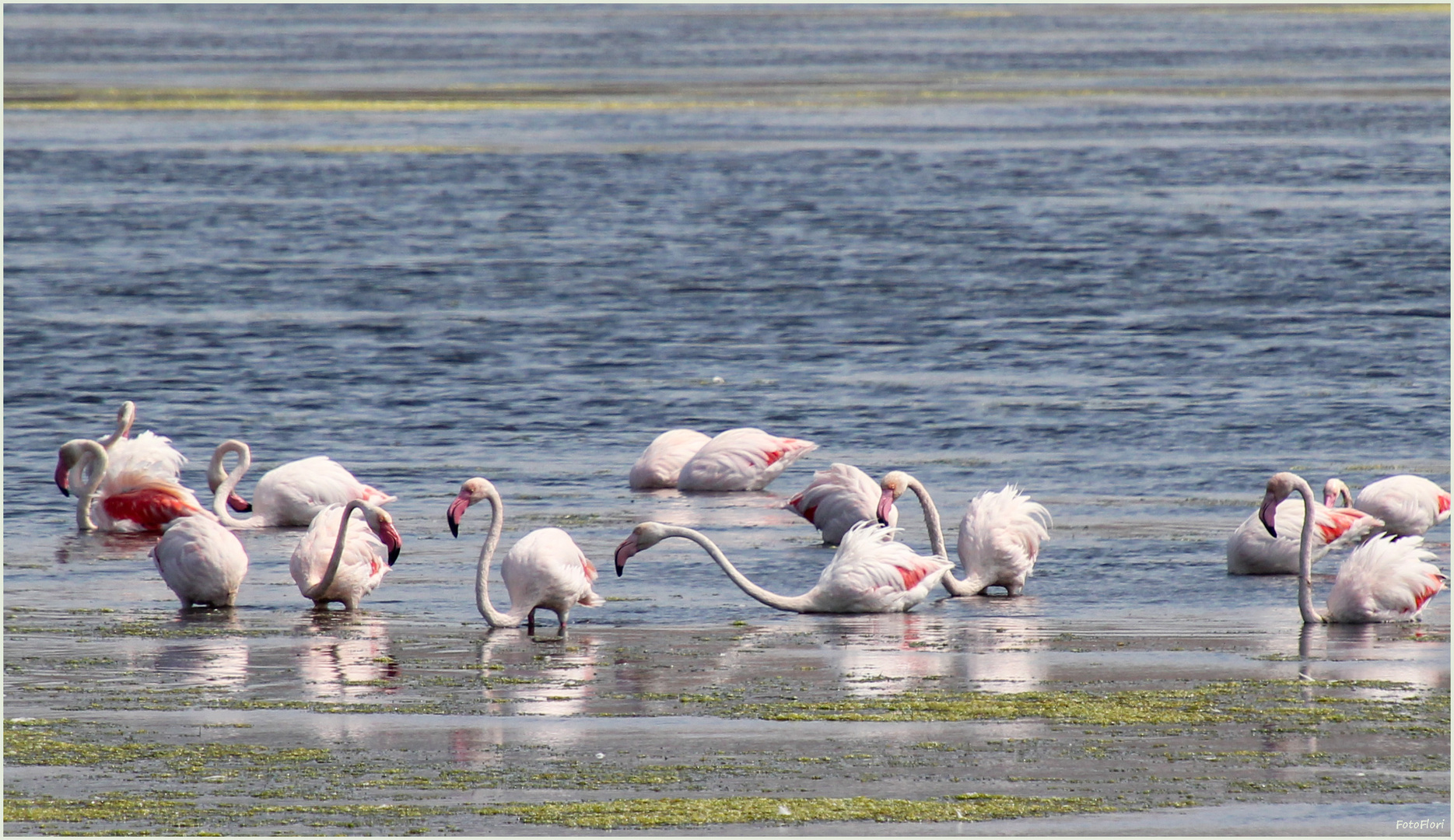 Flamingos 