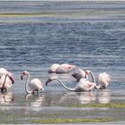 Flamingos 