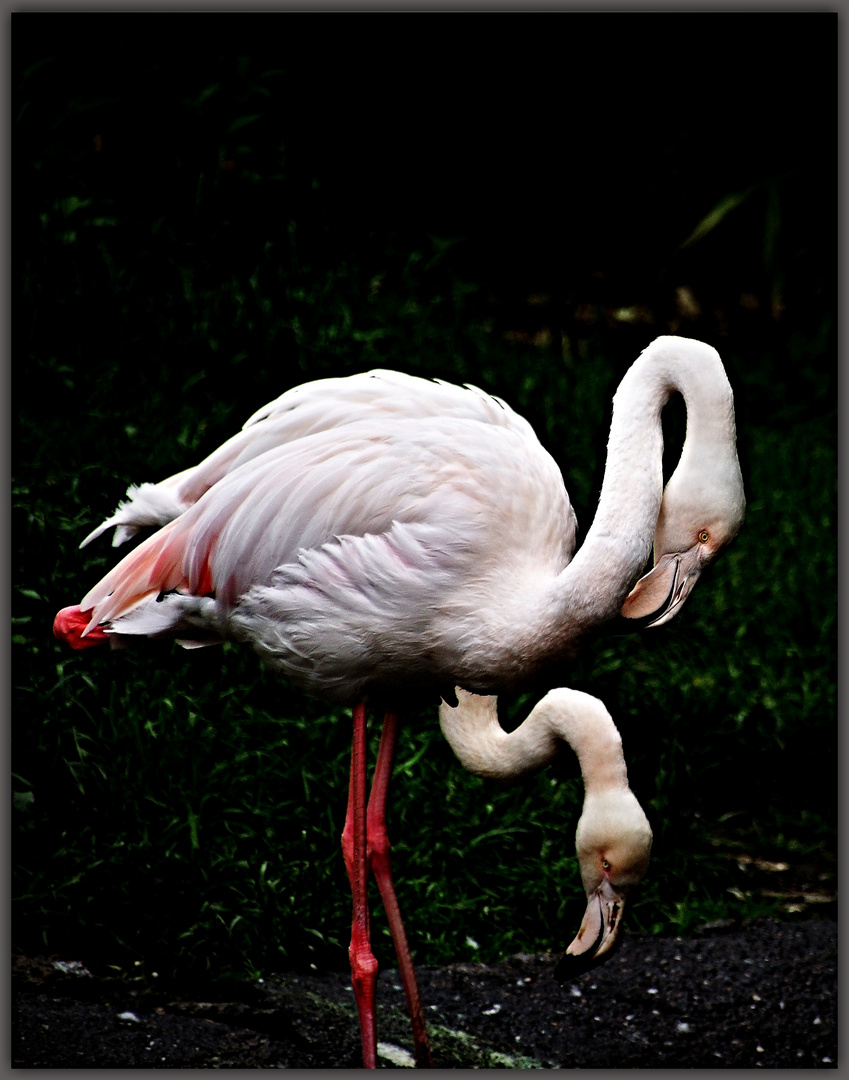 Flamingos