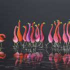 flamingos' dance