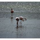 -Flamingos-