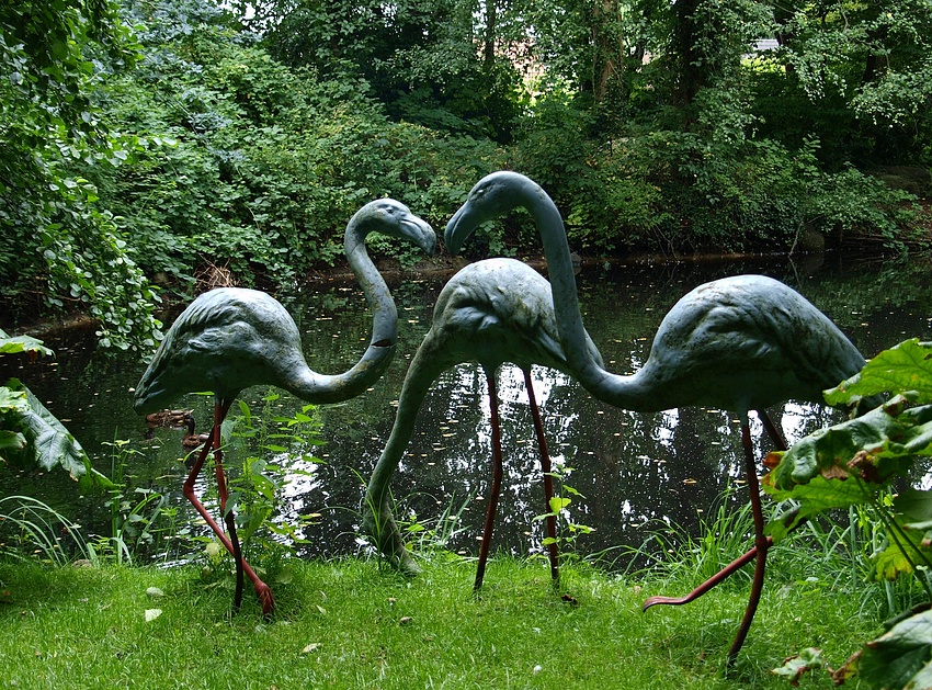 Flamingos