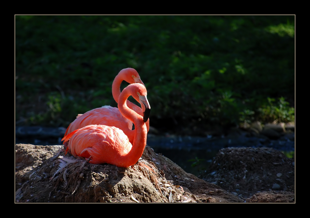 Flamingos