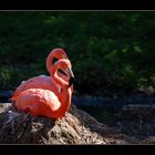 Flamingos