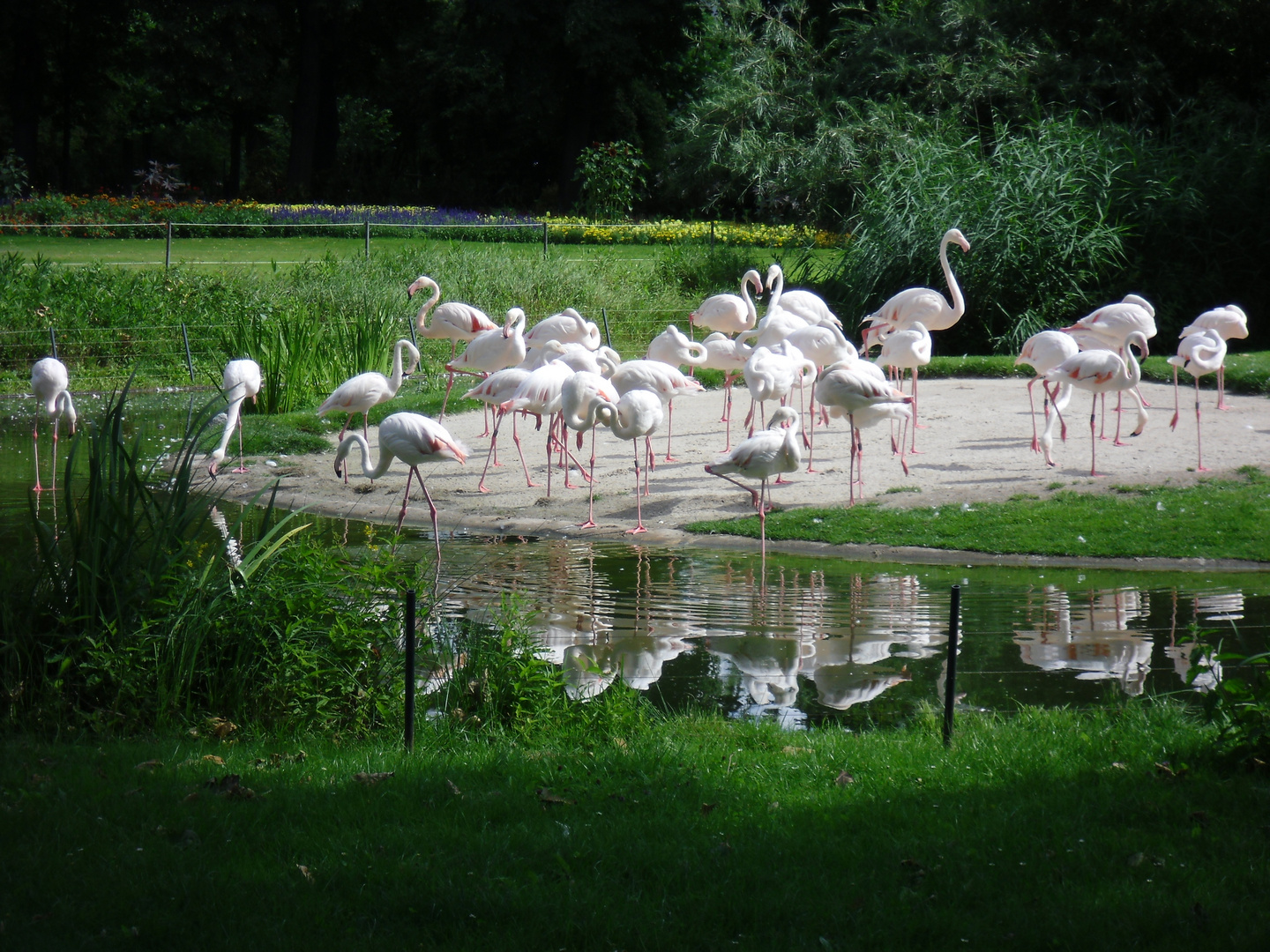 Flamingos