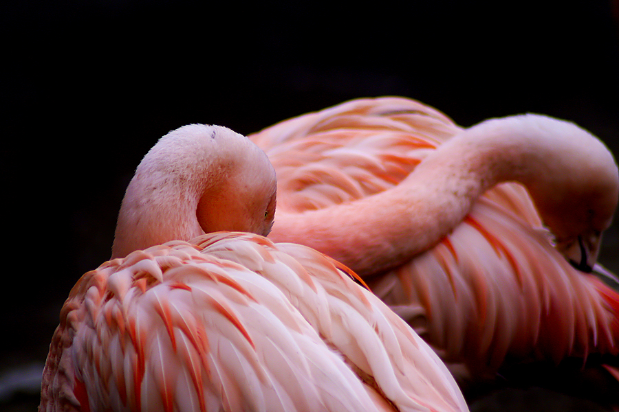 Flamingos