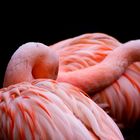 Flamingos