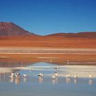 Flamingos del Altiplano