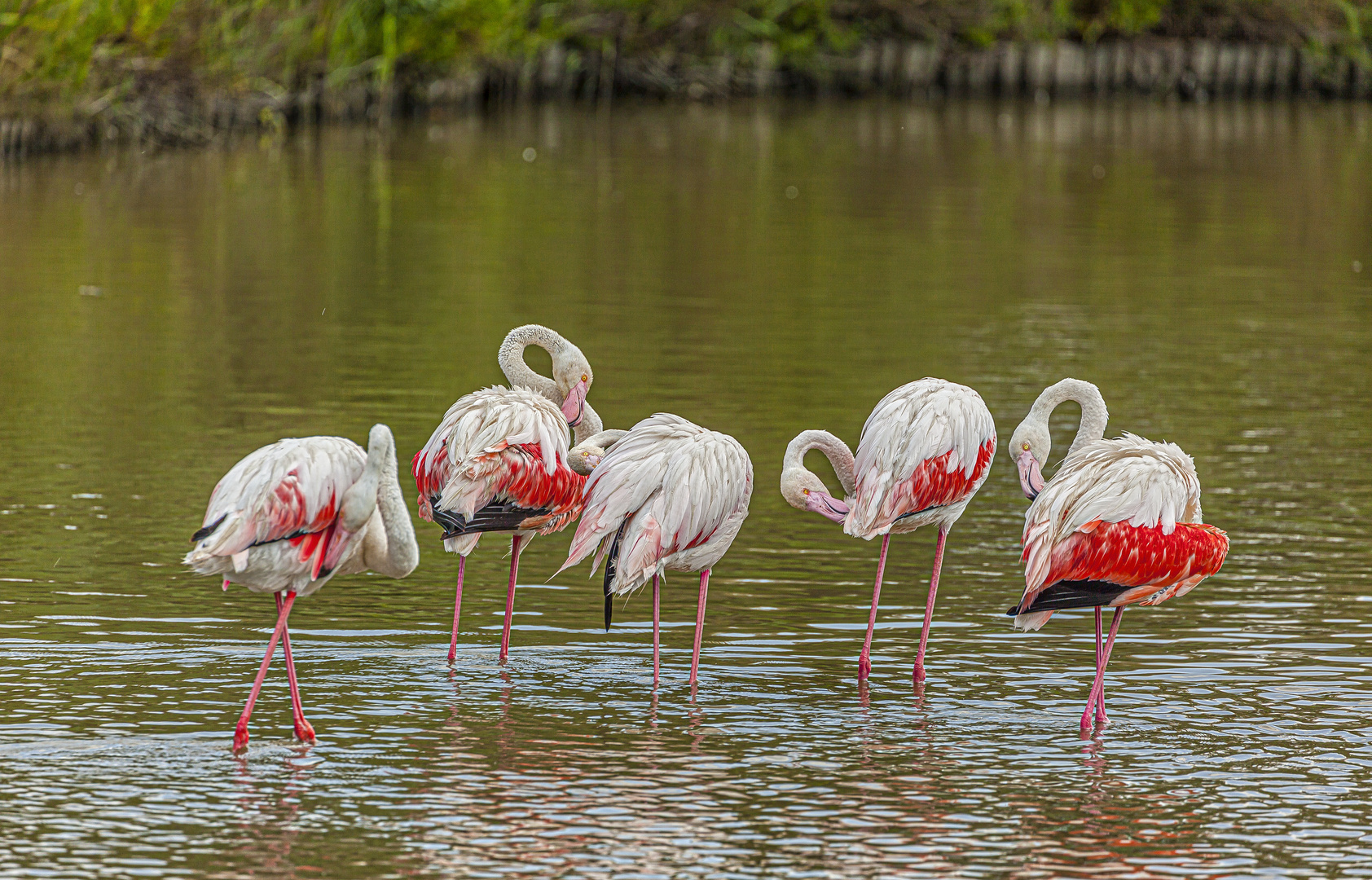 Flamingos der Camargue