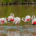 Flamingos der Camargue