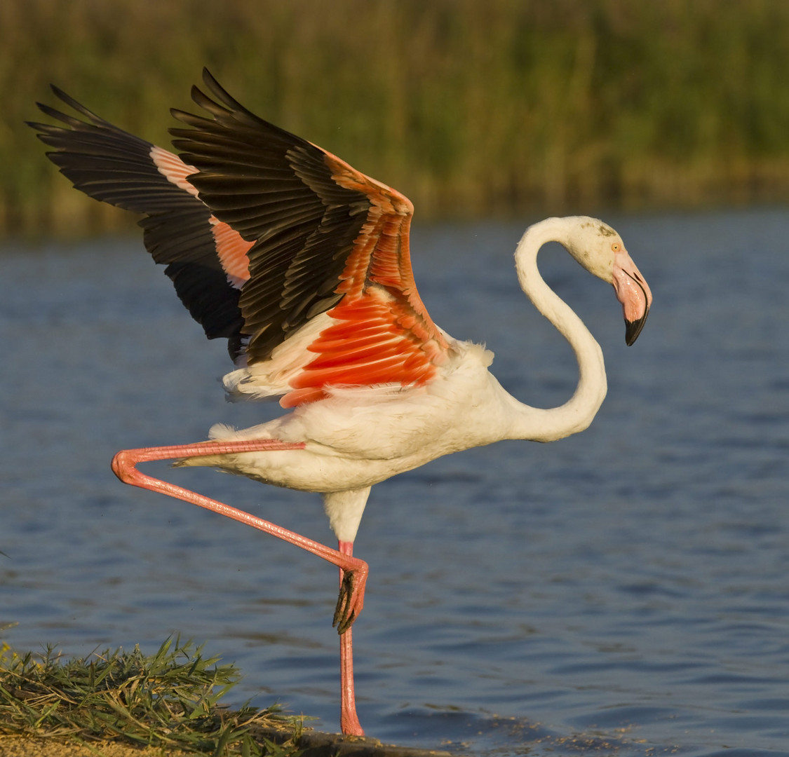 Flamingos der Camargue