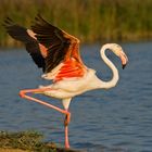 Flamingos der Camargue