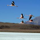 Flamingos der Laguna Hedionda