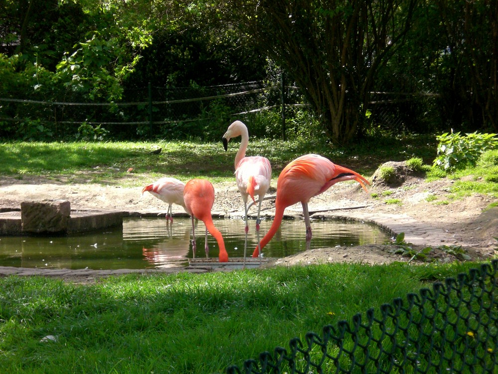 Flamingos