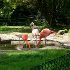 Flamingos