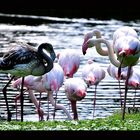 Flamingos - Diskussion mit dem Nachwuchs 