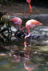 Flamingos