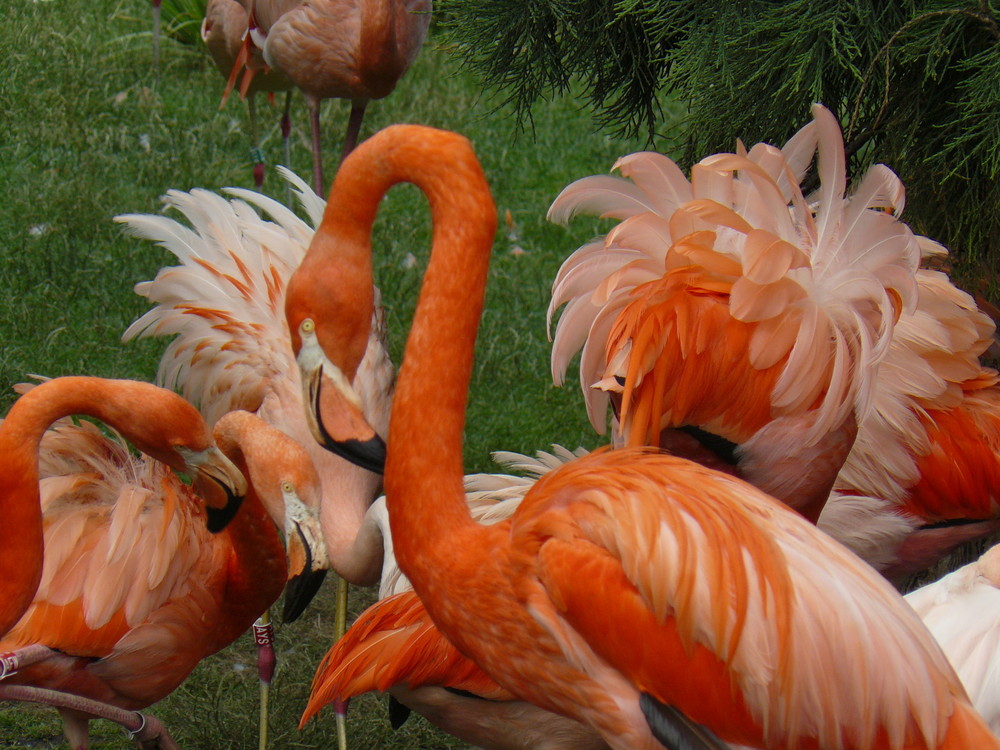 Flamingos