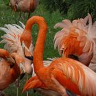 Flamingos