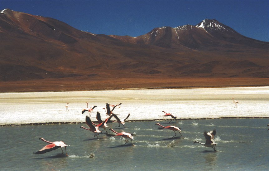 Flamingos