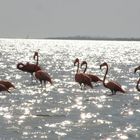 Flamingos