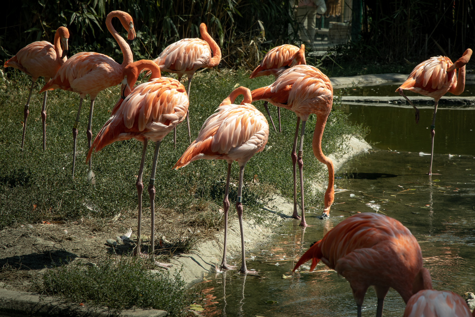 Flamingos